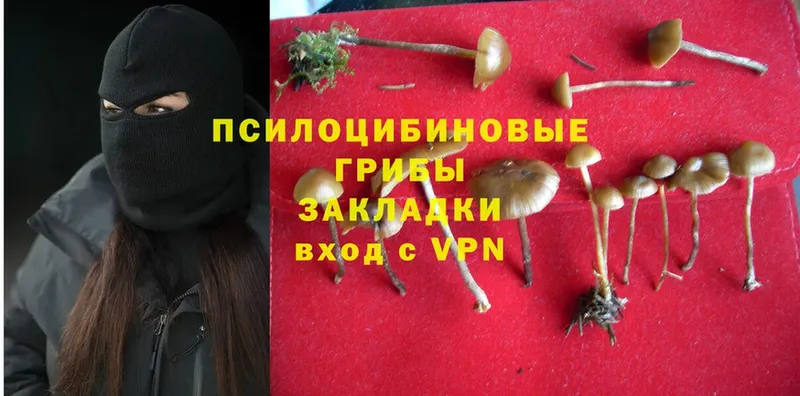 Псилоцибиновые грибы MAGIC MUSHROOMS  Боготол 